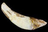 Primitive Whale (Basilosaur) Tooth - Dakhla, Morocco #106339-1
